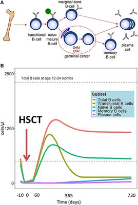 Frontiers | B Cell Reconstitution And Influencing Factors After ...